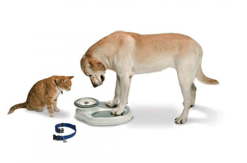 obesidade canina