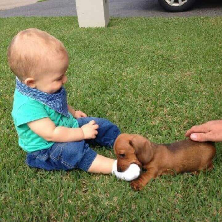 filhote de cachorro salsicha brincando com o pé de uma criança