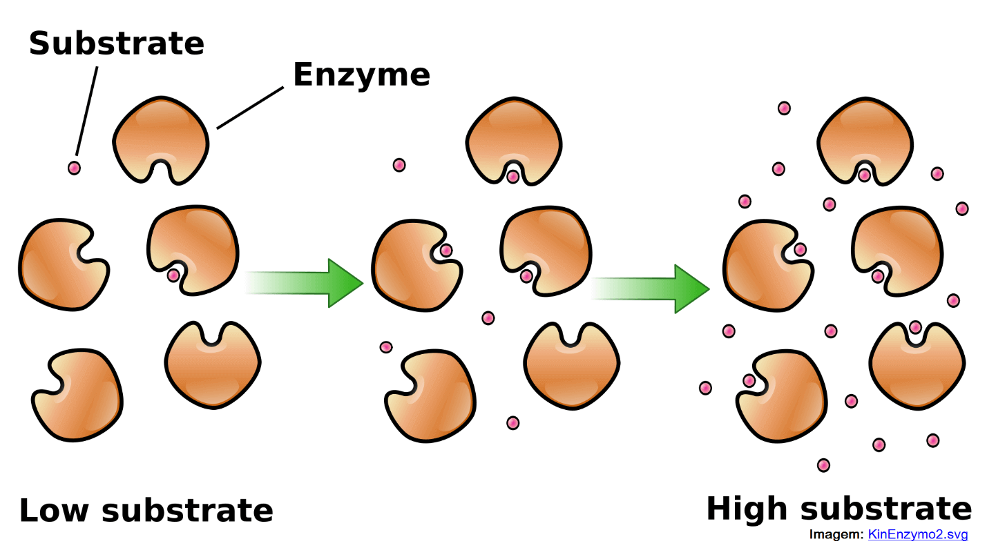 A importância das enzimas e sua relação com a alimentação natural