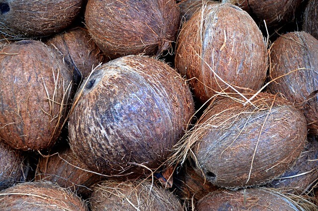 23 Benefícios Incríveis do Óleo de Coco para o seu Cão 2 casca dura de coco cães