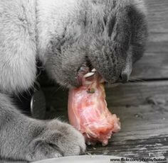 Frango na alimentação natural gato comendo carne um alimento natural